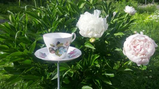Tea cups for the garden