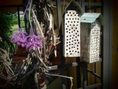 Mason beehives