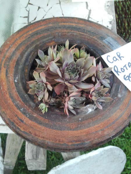 Rotor garden $15 each