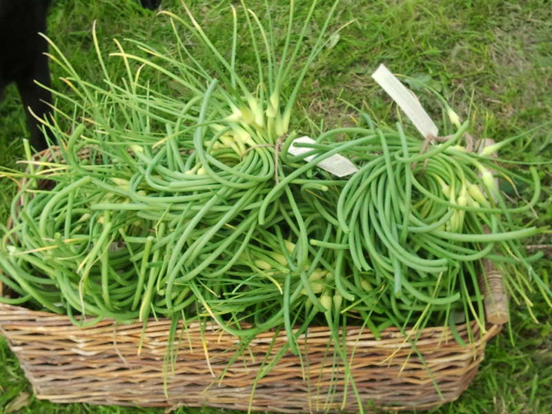 Garlic scrapes collected for market