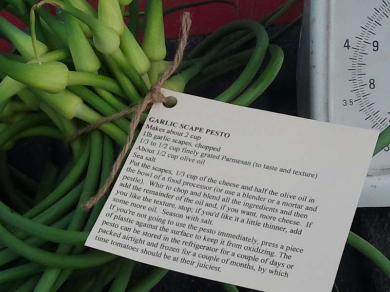 Garlic scrapes and recipe for scape pesto