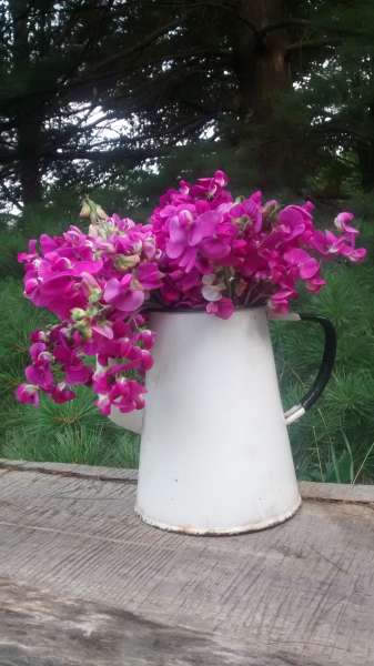 Cut flowers