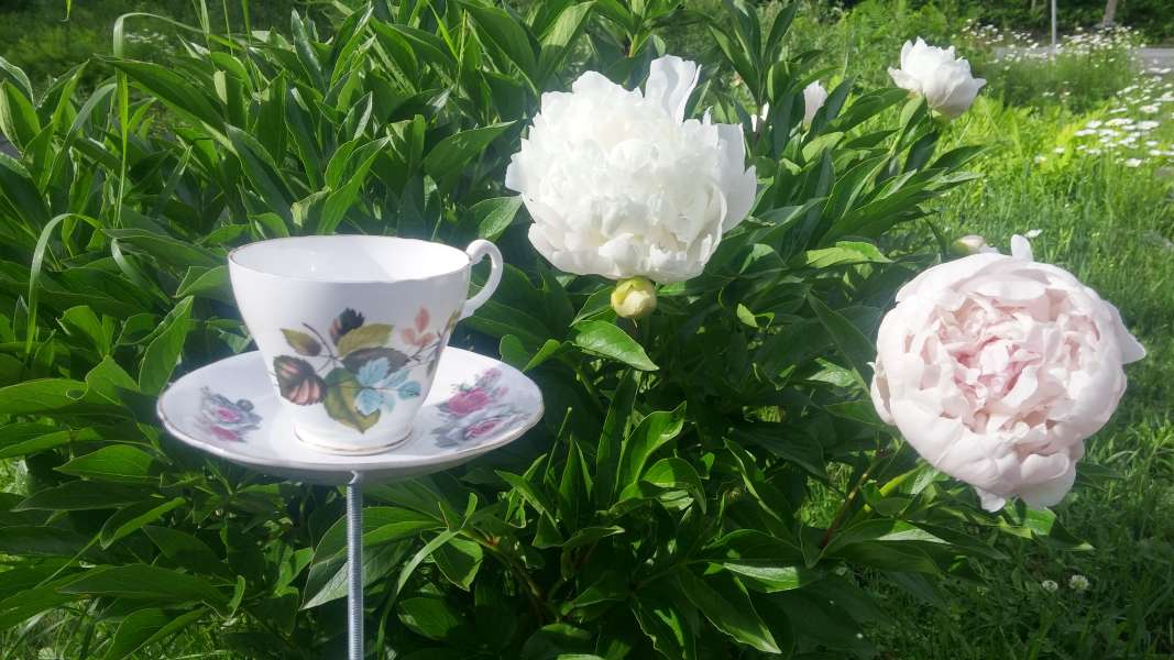 Teacups for the garden $20