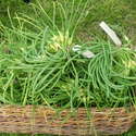 Garlic scrapes collected for market