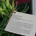 Garlic scrapes and recipe for scape pesto
