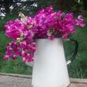 Cut flowers