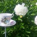 Teacups for the garden $20